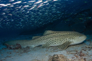 Leopard shark by Pepe Suarez 